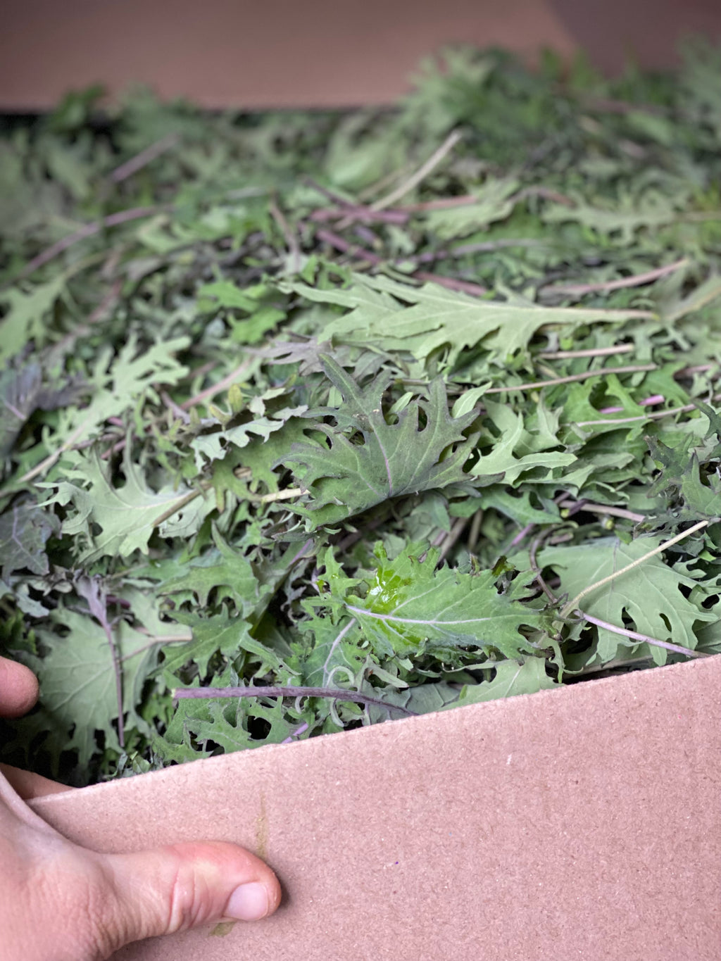 Kale