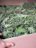 Kale