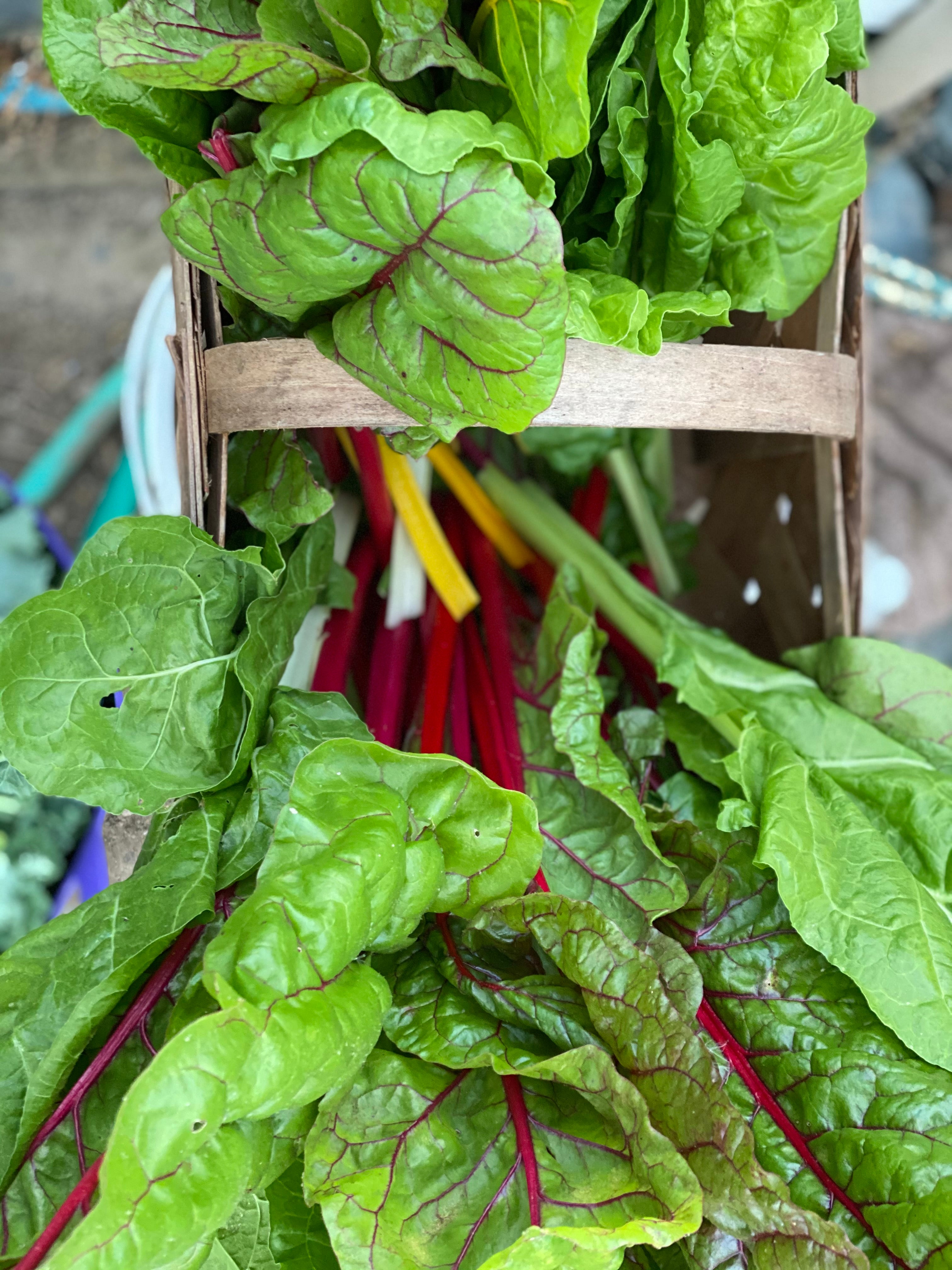 Swiss Chard