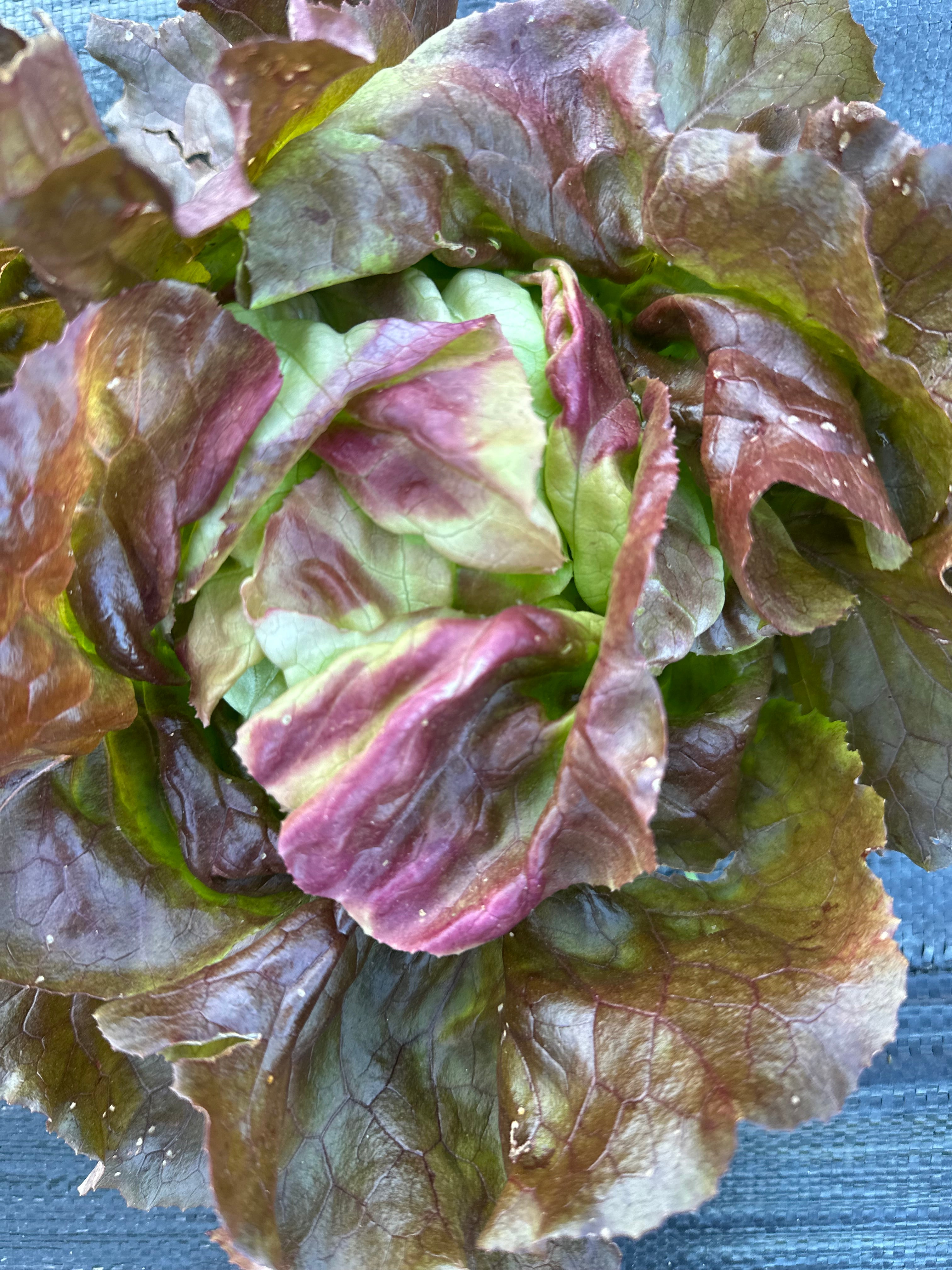 Mixed Buttercrunch Head Lettuce
