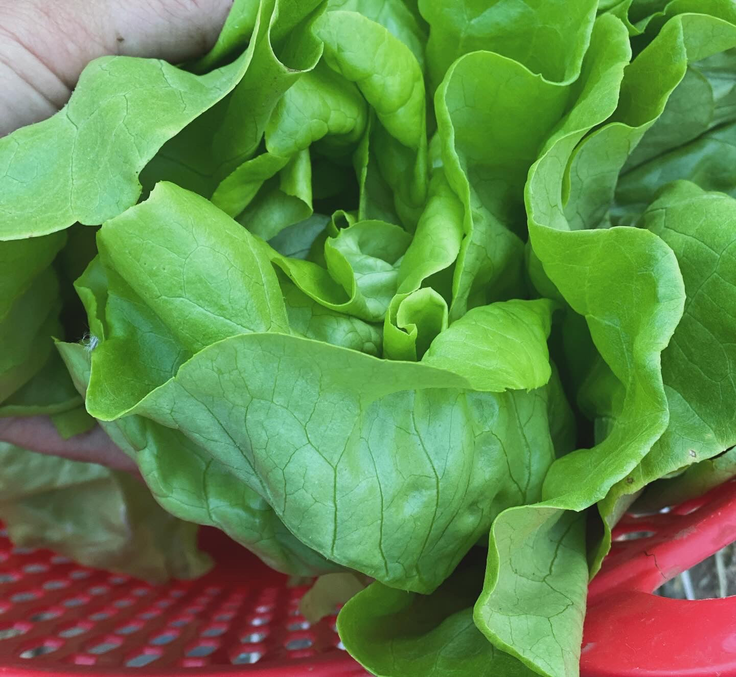 Veggie Bag