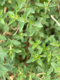 Fresh Marjoram