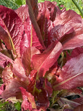 Romaine Lettuce
