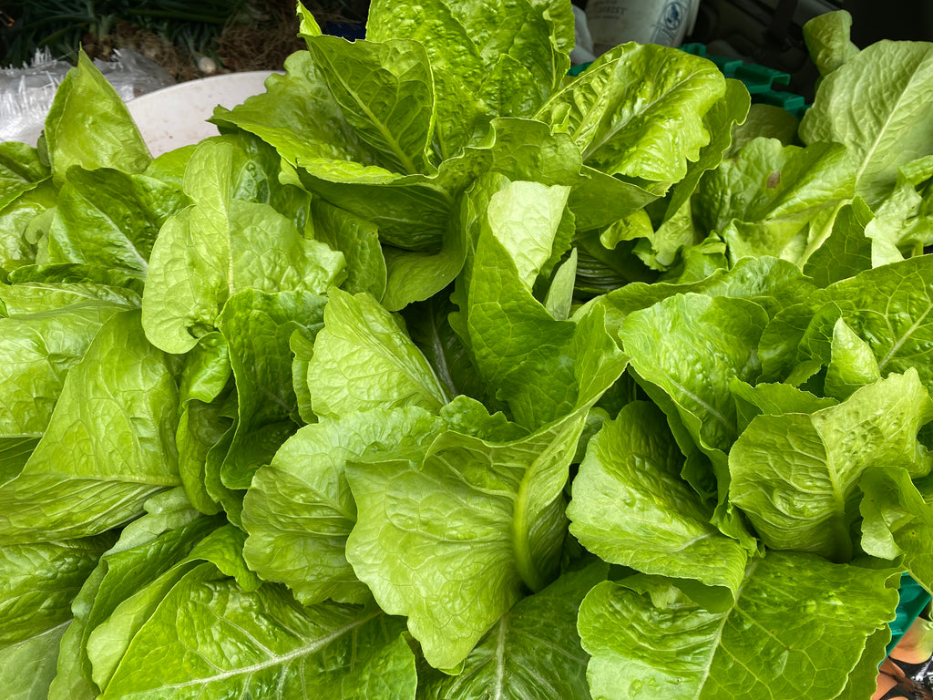 Romaine Lettuce