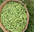 Sugar Snap Peas