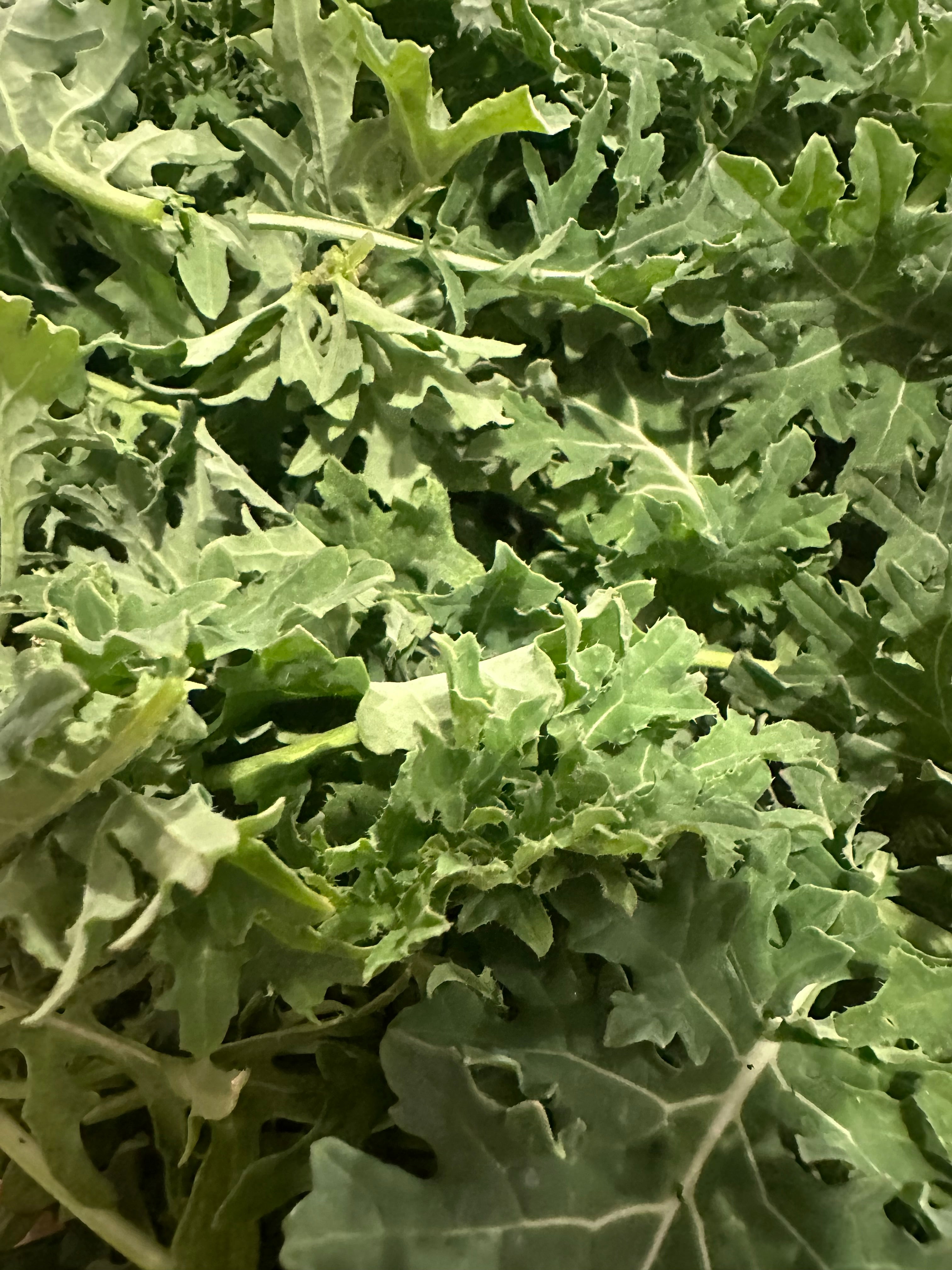 Kale