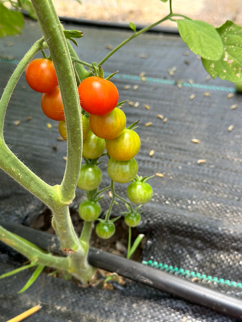 Cherry Tomatoes