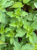 Fresh Oregano