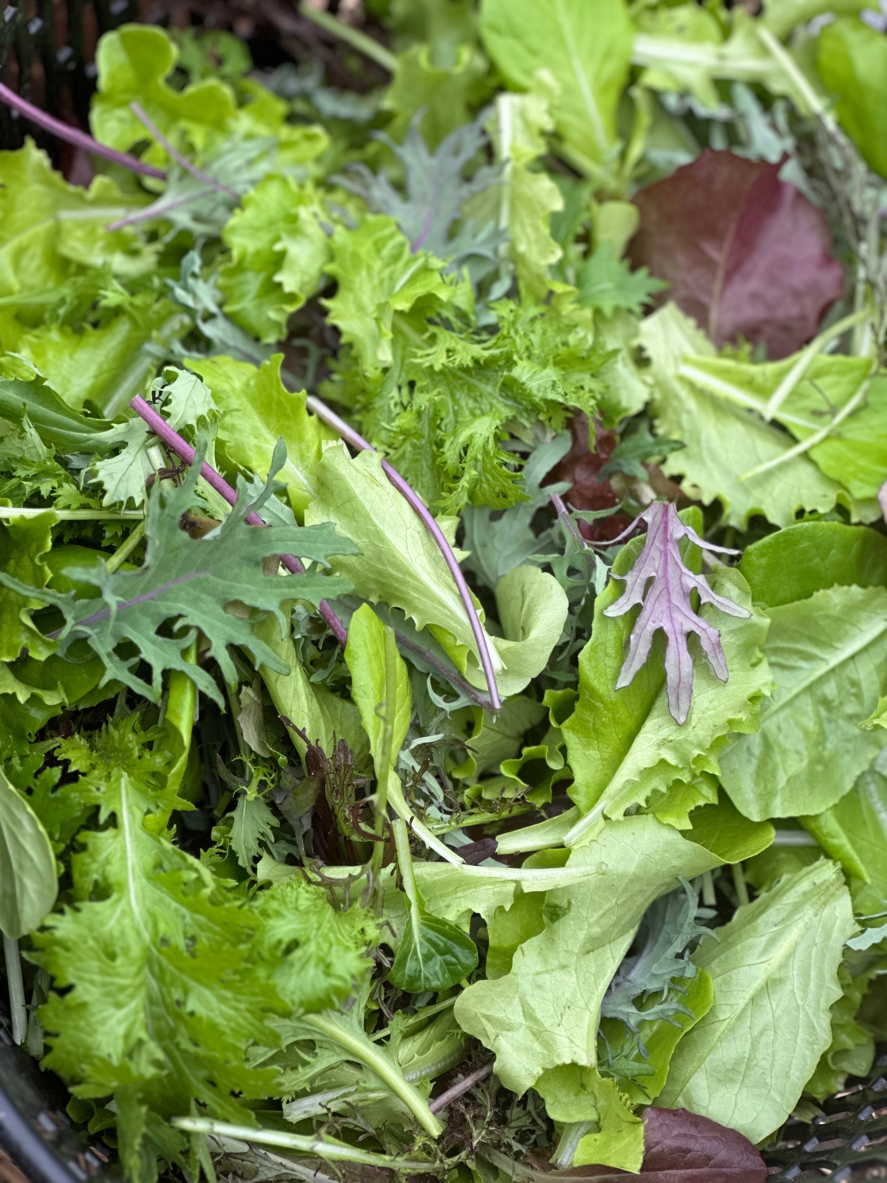 Veggie Bag