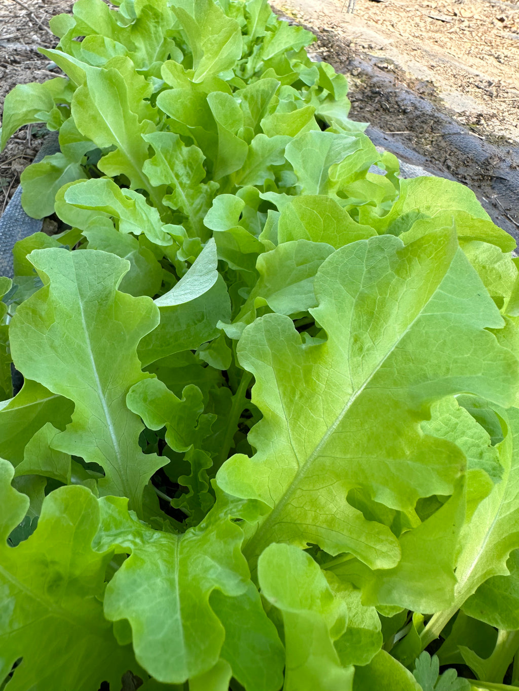Veggie Bag