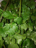 Fresh Cilantro