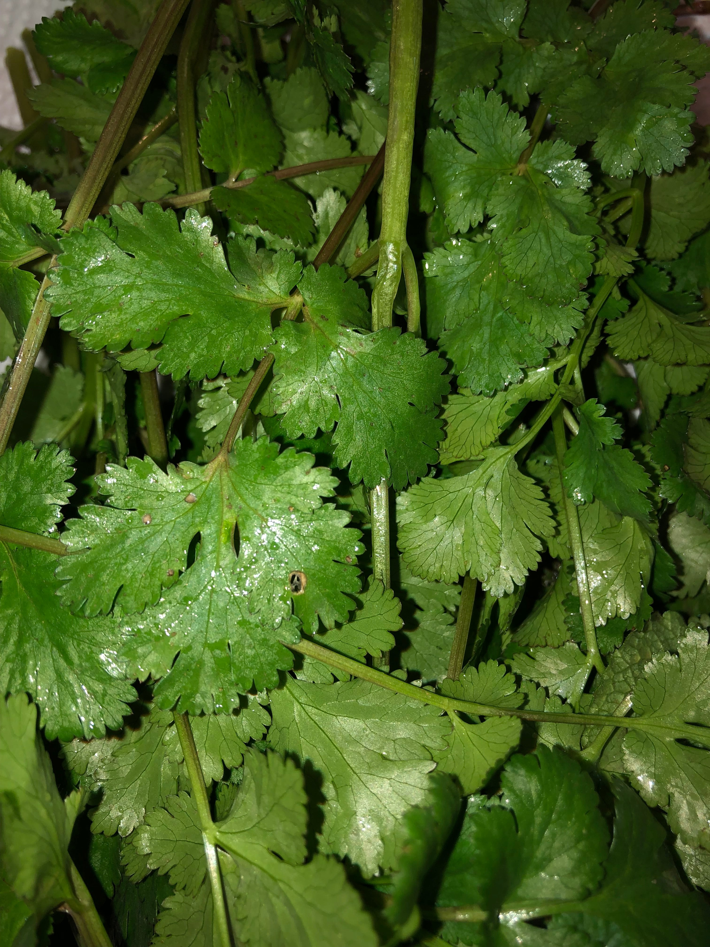 Fresh Cilantro