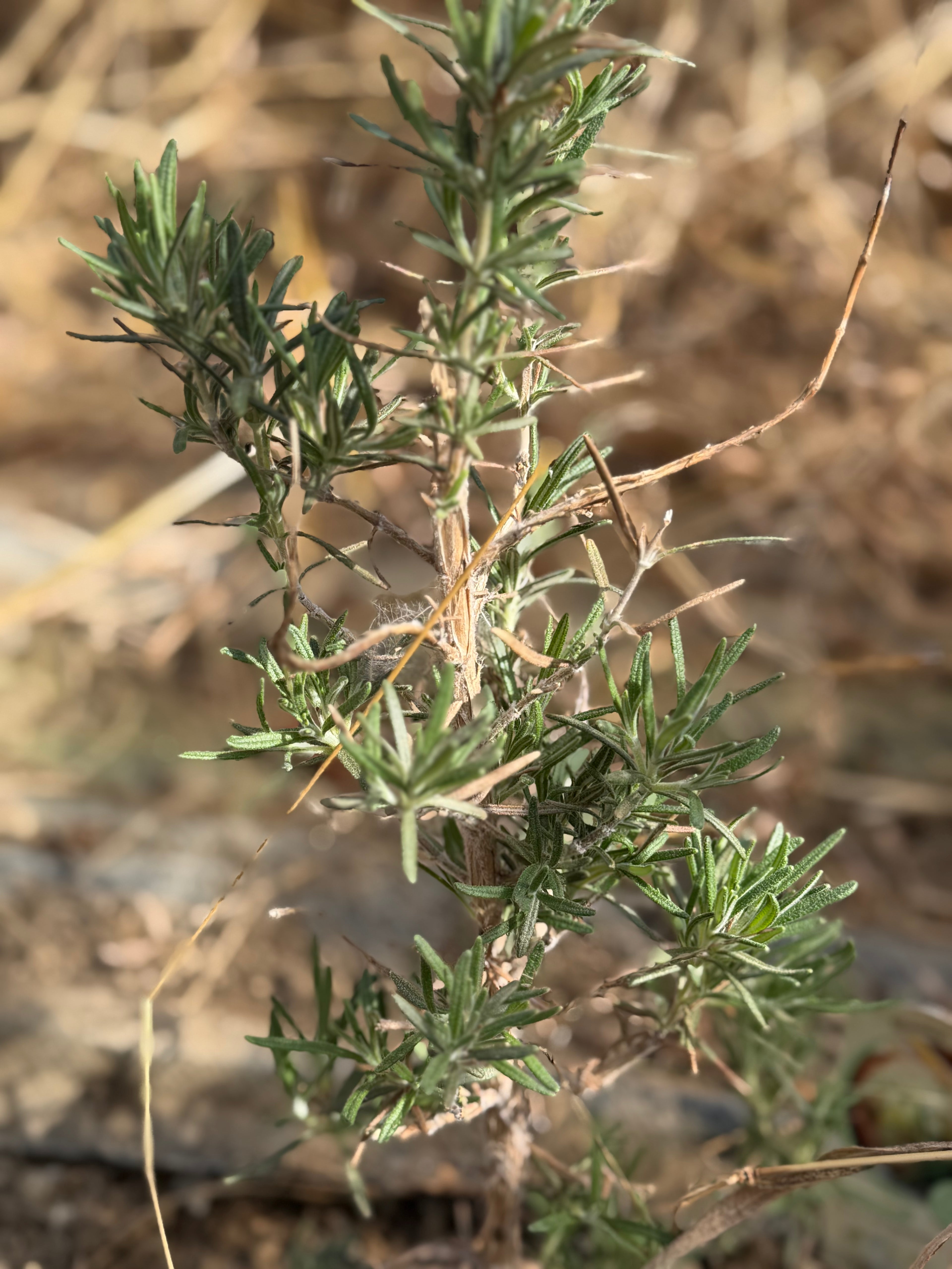 Fresh Rosemary